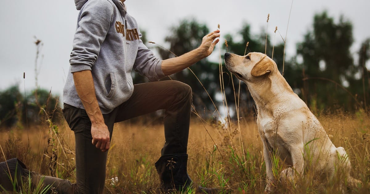 A dog, undergoing clinical assessments for eligibility for Emotional Support Animals Georgia, out on a field with a woman.