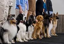 A group of dogs sitting ready for clinical assessment for eligibility for Psychiatric Support Animals Georgia