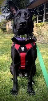 A dog wearing a harness and a collar, ready for clinical assessment for eligibility for Psychiatric Support Animals Georgia