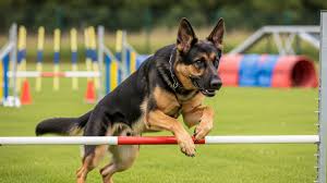 A dog jumping over a hurdle during a specialized PSA training in Georgia.