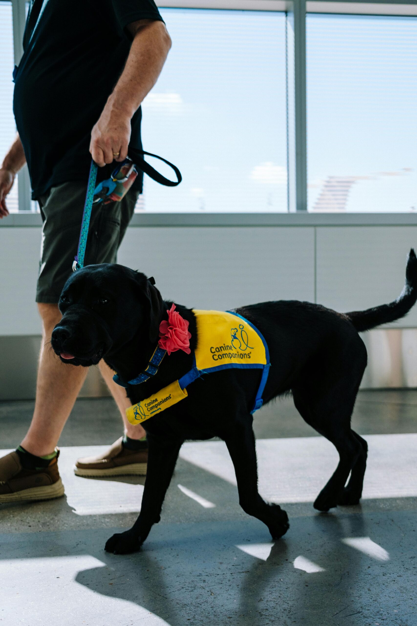 A black service dog wearing a yellow vest with "Canine Companions" walks beside a person in casual attire, highlighting therapy dog support.