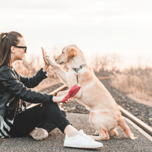 A woman sits on a path, practicing a high-five with her golden retriever, against a backdrop of tall grass and a soft sunset glow.