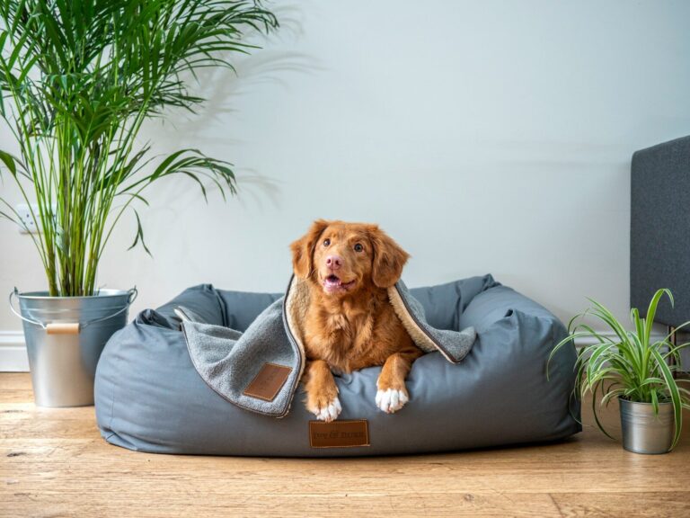 A relaxed dog with a soft blanket draped over it lounges in a cozy gray pet bed, surrounded by plants, highlighting a comfortable home environment.