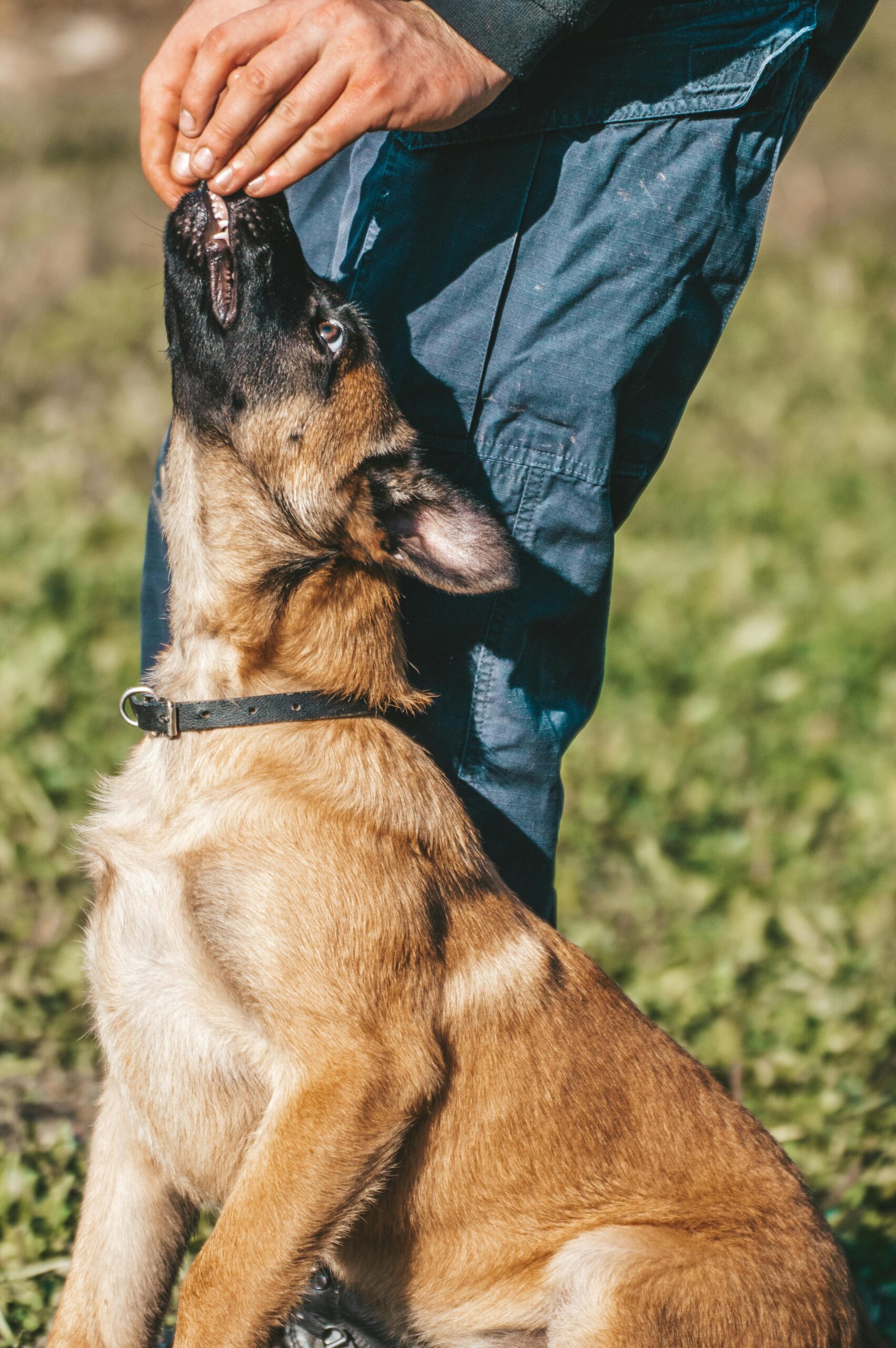 A person interacts with a dog, feeding it a treat while the dog eagerly looks up. The setting is outdoors, highlighting training and companionship.