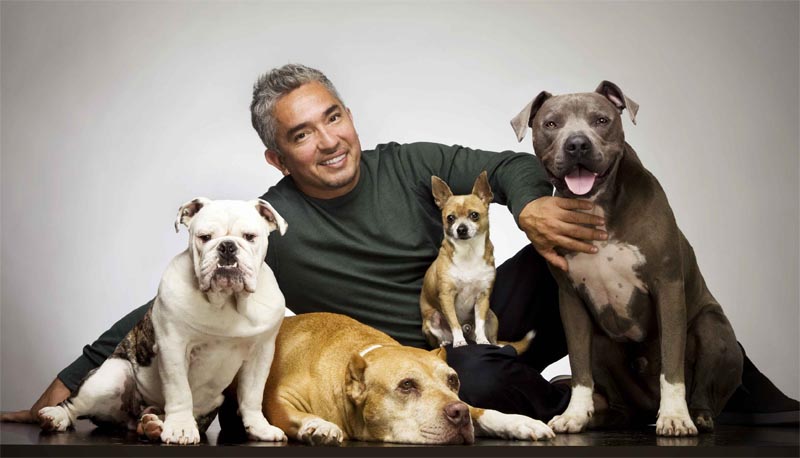 A group of pets ready for clinical assessment for eligibility for Psychiatric Support Animals Georgia together with a man